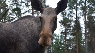 Gardeja: Zderzenie z łosiem na DK 55. Zwierzę nie przeżyło