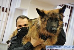 Wrocław. Z myślą o ukochanych czworonogach. Policjanci już wiedzą, jak udzielić pomocy rannym psom