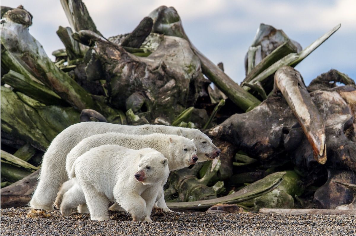 Genialne zdjęcia przyrodnicze w konkursie BigPicture Natural World. Polak wyróżniony 8