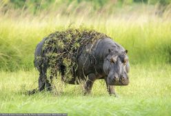 Tragedia w Afryce. 11 osób nie żyje po ataku hipopotama