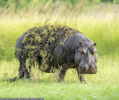 Tragedia w Afryce. 11 osób nie żyje po ataku hipopotama