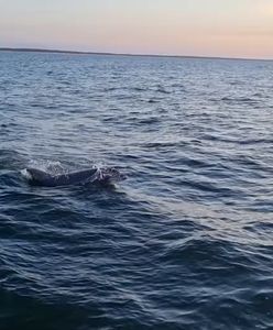 Delfiny w Bałtyku. Zwierzęta nagrano niedaleko Kołobrzegu