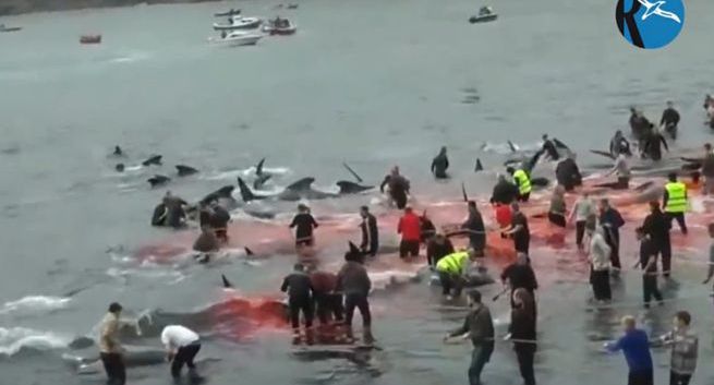 Masakra 1500 delfinów na Wyspach Owczych. „Okrutne; brutalnie zabite inteligentne zwierzęta”