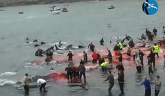 Masakra 1500 delfinów na Wyspach Owczych. „Okrutne; brutalnie zabite inteligentne zwierzęta”