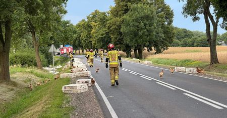 Wypadek pod Płockiem. Na drogę wypadły kury