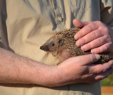 Śląskie. Były bezbronne, odzyskały wolność. Bezpieczne schronienie dla jeża MegaZwierza