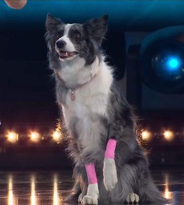 Udział psa w "Mam Talent!" podzielił widzów 