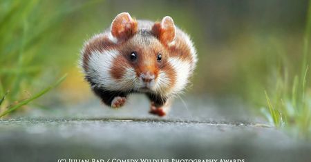 Fotografia przyrodnicza na bardzo wesoło, czyli konkurs 2015 Comedy Wildlife Photography Awards