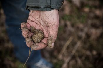 Grzybowa "gorączka złota". Są warte nawet 2 tys. zł