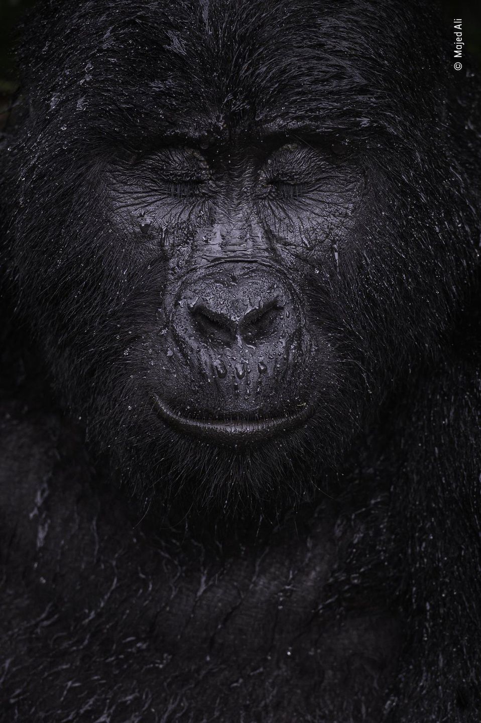 Wildlife Photographer of the Year 2021. Oto zwycięskie zdjęcia 5