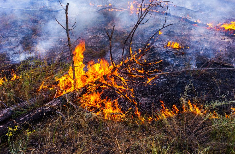 Croatia ravaged by wildfires: Tourists forced to flee hotels