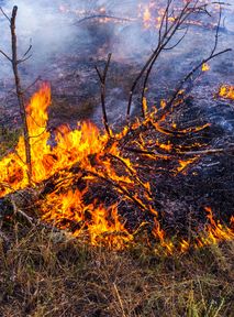 Croatia ravaged by wildfires: Tourists forced to flee hotels