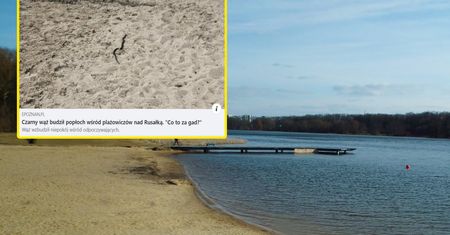 Panika nad Rusałką Poznaniu. "Czarny" wąż zaniepokoił plażowiczów