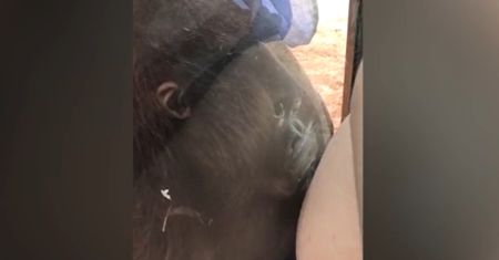 Wielka Brytania. Orangutan wyczuł nienarodzone dziecko. Zaskakująca reakcja