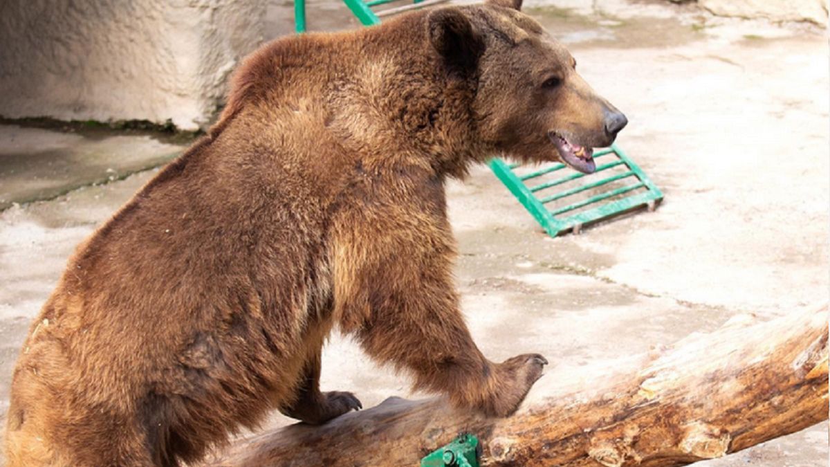 Matka wrzuciła 3-letnią córkę na wybieg niedźwiedzi 