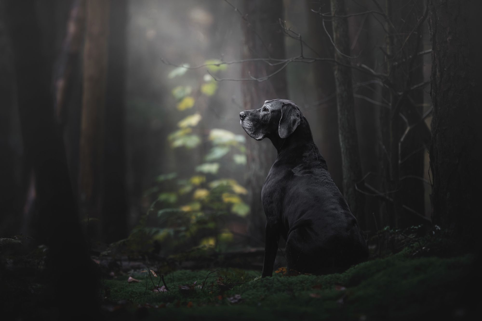 Najpiękniejsze zdjęcia psów w konkursie Dog Photographer of the Year 2018 2