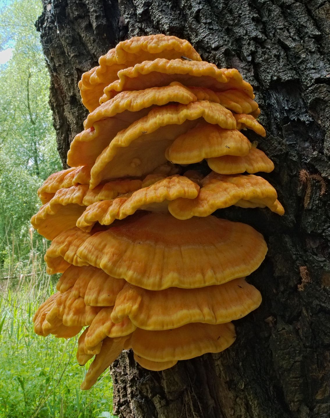 Żółciak siarkowy