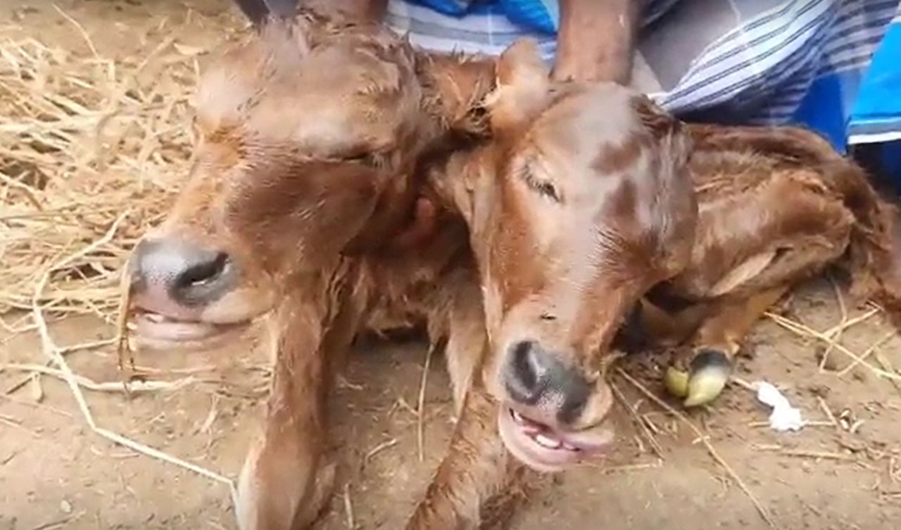 Zdechło cielę z dwiema głowami. Nagranie z południowych Indii