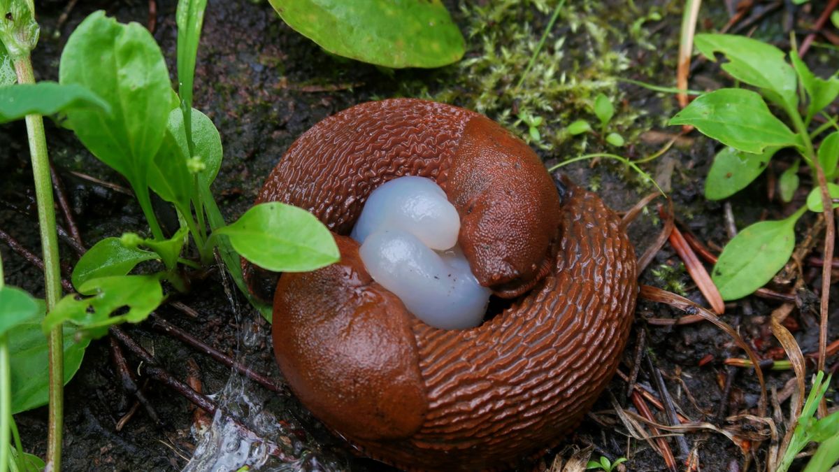 Jeżeli nie chcesz ślimaków w ogrodzie, musisz się pozbyć kilku roślin