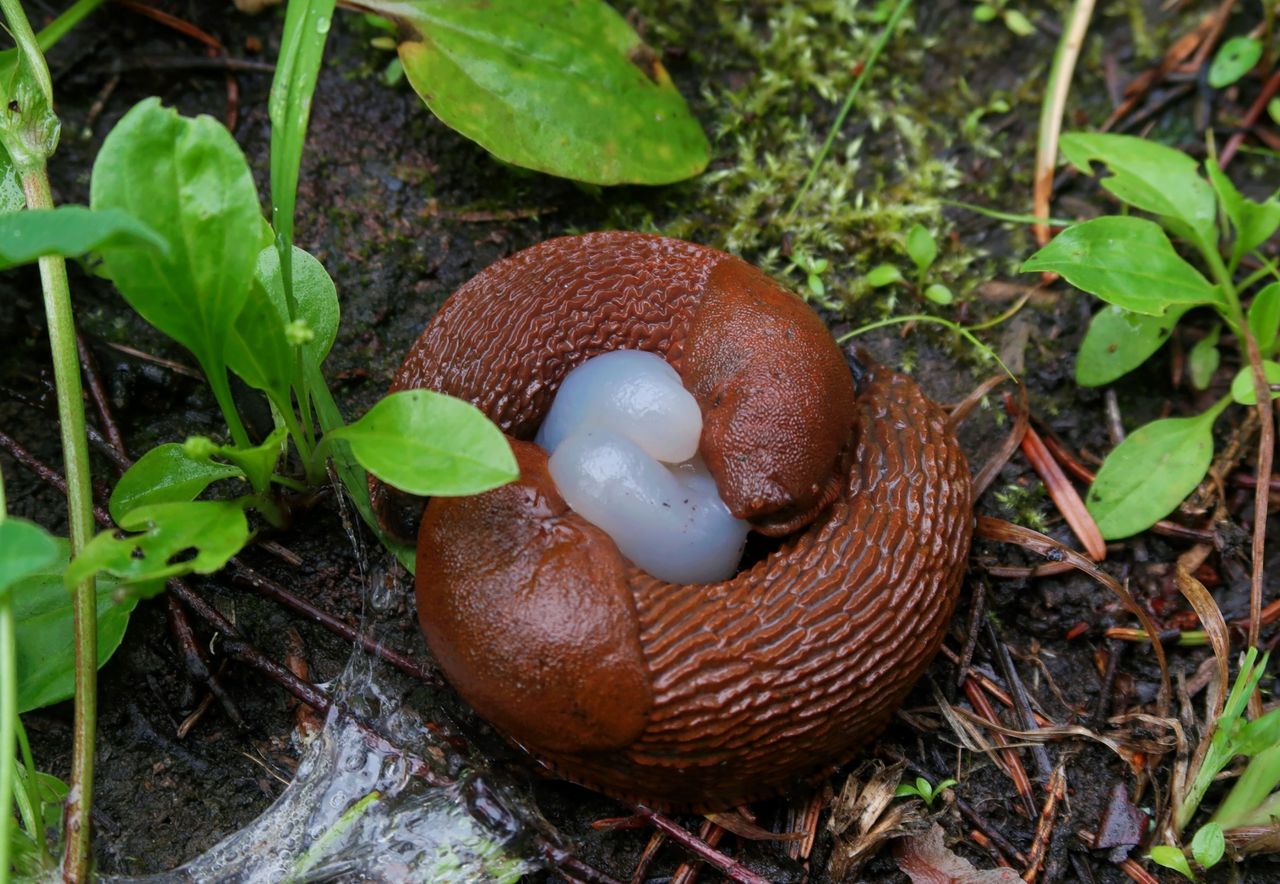 Discover the secret plants that attract garden snails: How to purge your garden of these unwanted pests