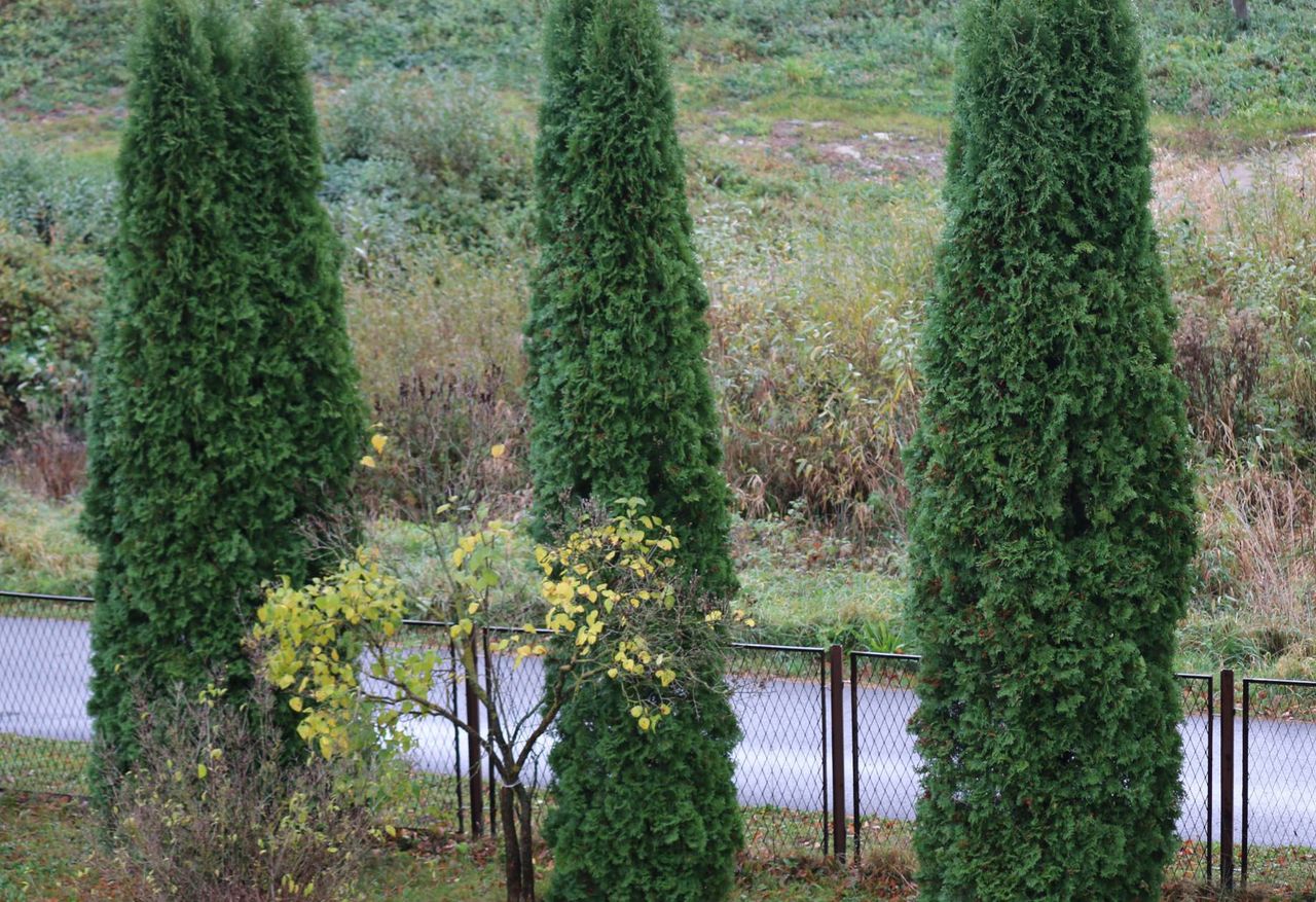 To już ostatni dzwonek. Tuje szybko ci się odwdzięczą