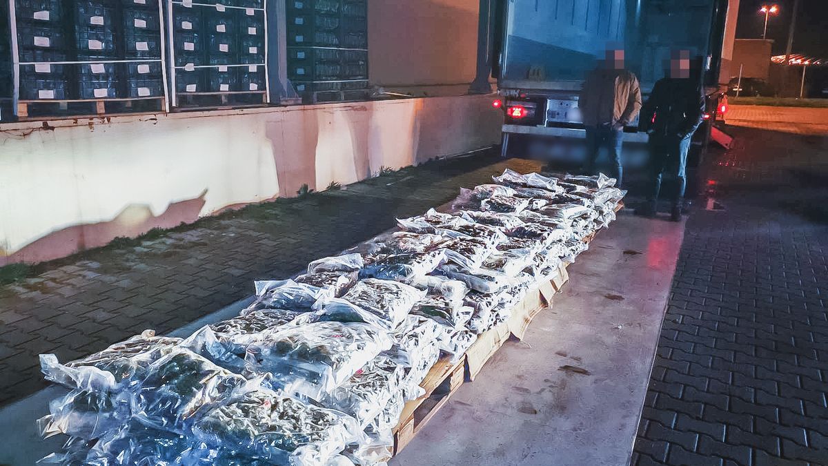 Marihuana ukryta w kalaforiach