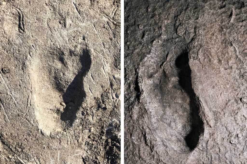 Odkryto nowego praprzodka człowieka. Ślady sprzed niemal 3,7 miliona lat