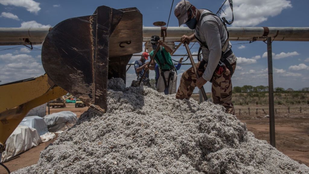Na zdjęciu pracownicy brazylijscy oporządzający bawełnę