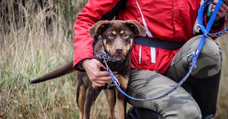 Nowodworskie spacery. Szansa na adopcje dla psów ze schroniska. Każdy może pomóc zwierzakowi. Jak to działa?