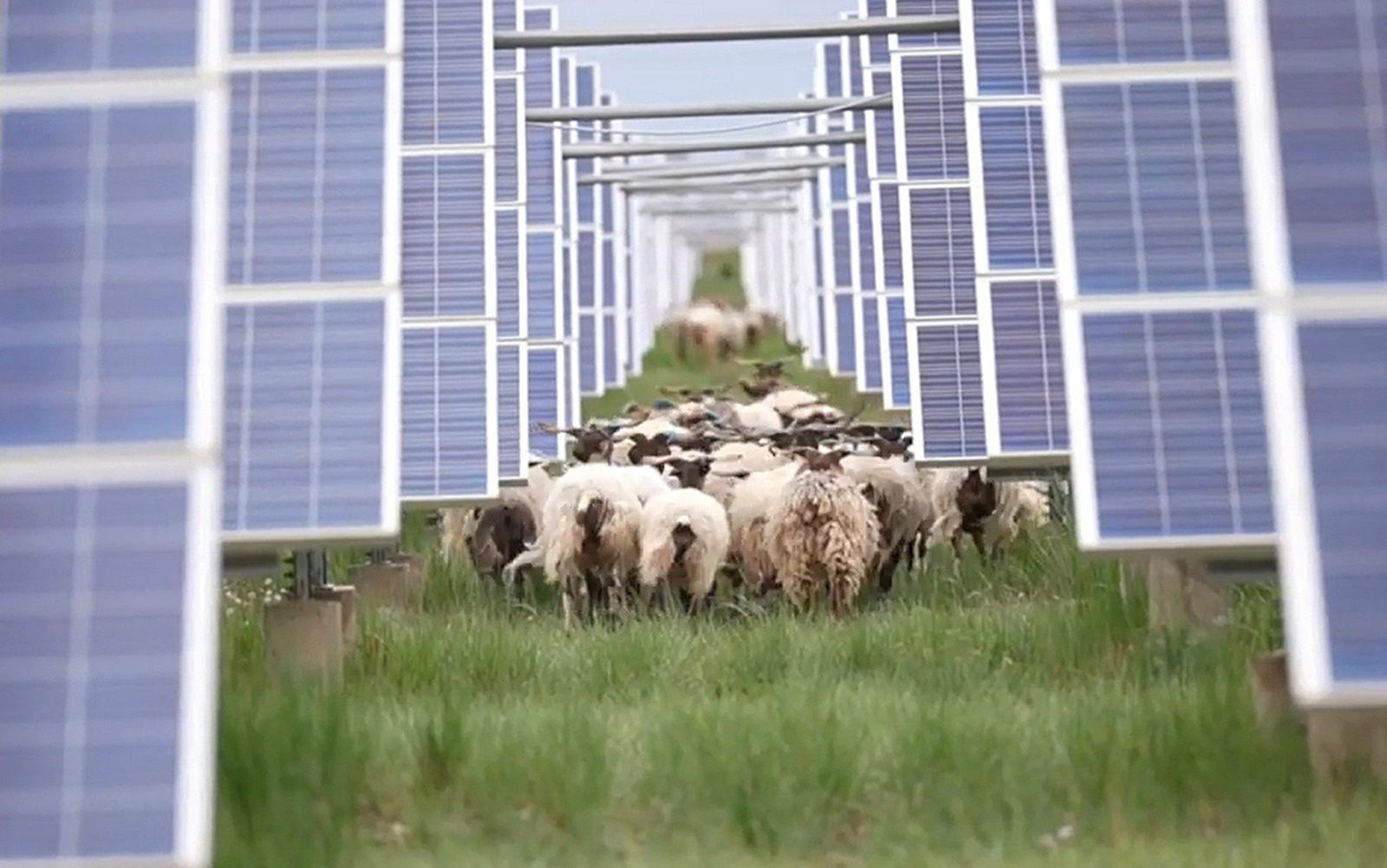 Tak to robią w Chinach. Panele solarne i owce zazieleniają pustynię