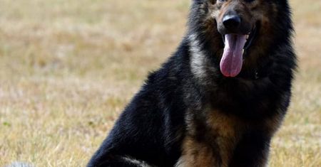 Pies Junior odnalazł zagubionego w lesie mężczyznę