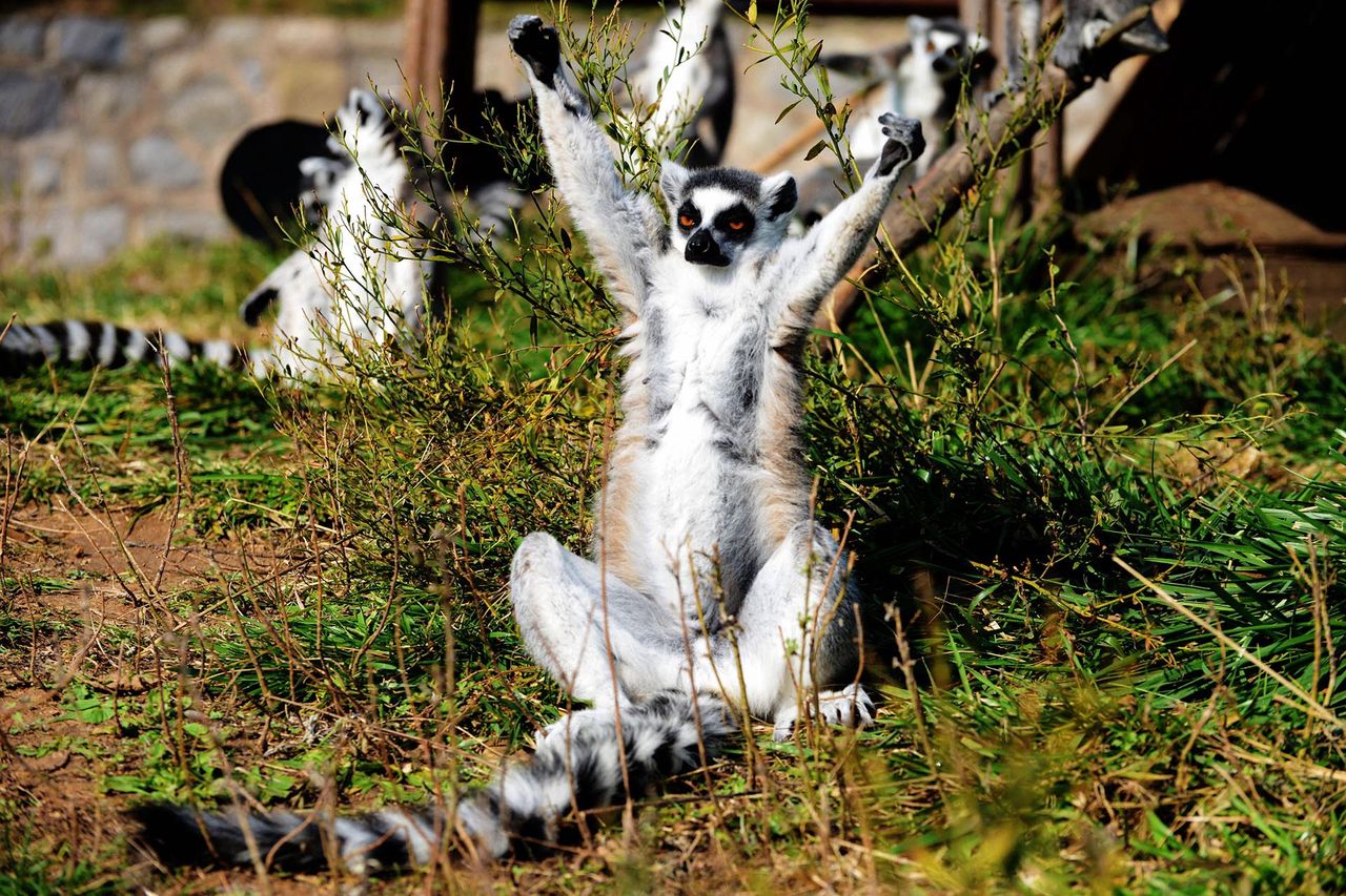 Lemur katta w zoo w chińskim Qingdao.