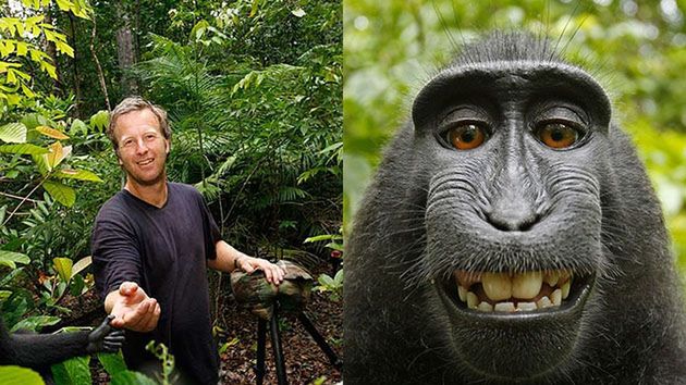 Sąd stwierdził, że małpa nie może mieć praw do własnego selfie 1