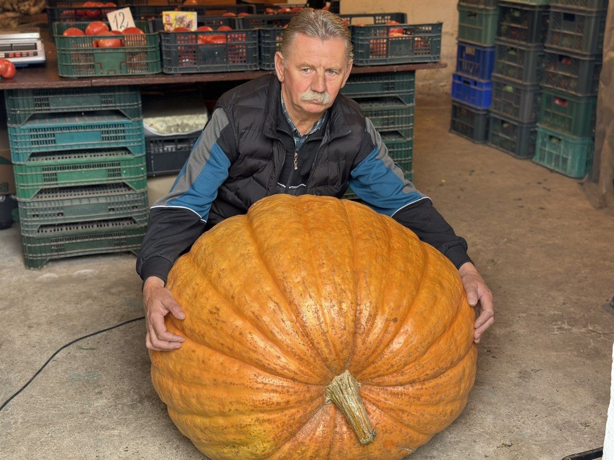 Bielawy: Zupa, placki, przetwory. Ta dynia wystarczy na wszystko