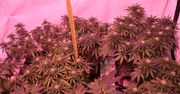Strzyżów: Piwnica zamieniona w plantację. Policjanci znaleźli ponad 2 kilogramy suszu i 26 roślin
