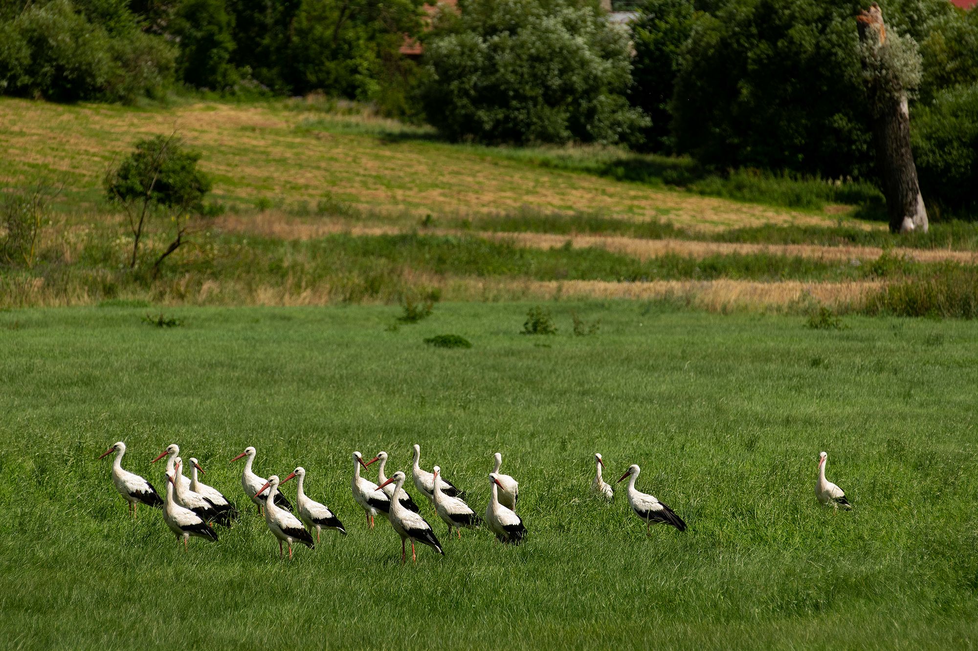 Młode bociany uczą się latać na Podlasiu. To niesamowity widok! 2