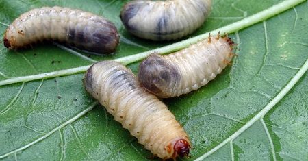 Pierwszy przypadek zarażenia mięsożernym pasożytem u człowieka potwierdzony w USA