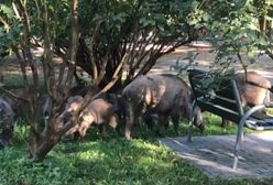 Kraków. Na placu zabaw grasują dziki. Czy mogą być groźne?