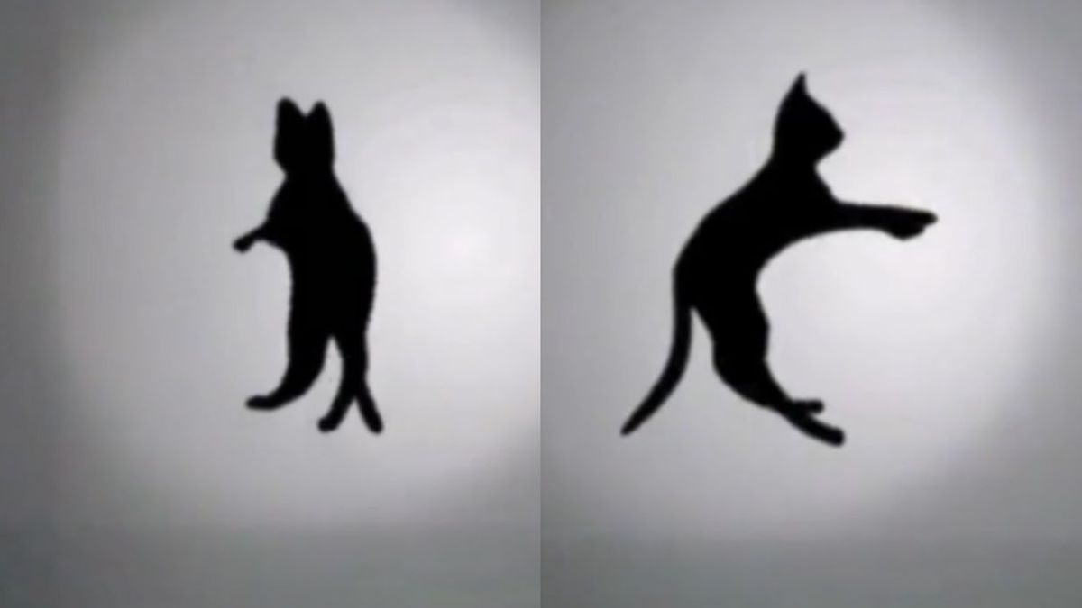 Złudzenie optyczne z obracającym się kotem wywołało burzę w komentarzach