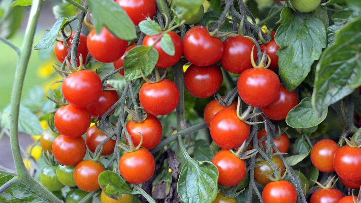 Tomato
Outdoor grown Cherry tomatoes, F1 Sweet Million, ripening on the vine in a garden.
Grahamphoto23
outdoor tomato growing