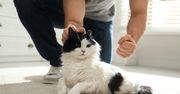 Kalisz: 37-latek znęcał się nad kotem. Został aresztowany. Help Animals publikuje drastyczne nagranie