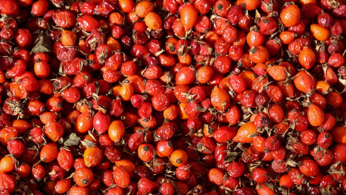 Dzika róża świetnie sprawdzi się przy bólu stawów