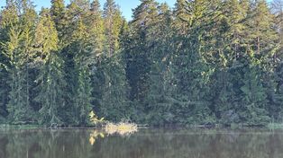 Suwałki: Miasto zaprasza na święto lasów i natury