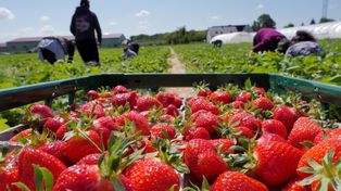 Tyle płacą za zbieranie truskawek w Polsce. Oferują darmowy nocleg