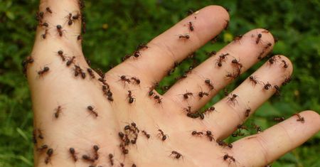 Mrówki są wszędzie? Proste triki na to, by się ich pozbyć