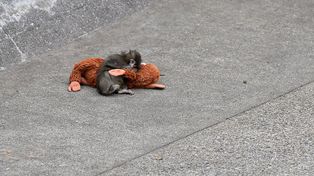 Tłumy w zoo. Każdy chce zobaczyć małpkę z viralowego nagrania