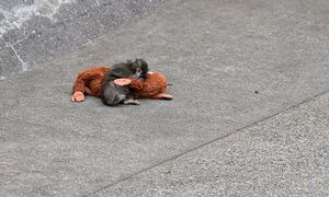 Tłumy w zoo. Każdy chce zobaczyć małpkę z viralowego nagrania