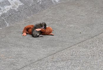 Tłumy w zoo. Każdy chce zobaczyć małpkę z viralowego nagrania