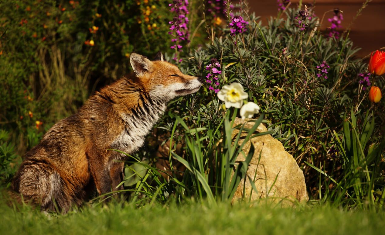 Firefox testuje wyszukiwanie z pomocą AI bezpośrednio z poziomu wyszukiwarki