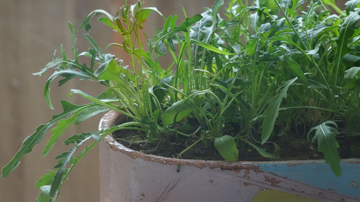 Kiedy siać rukolę?